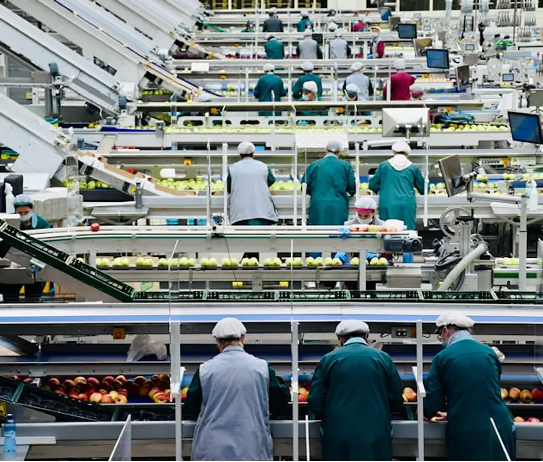 Procesos automatizados de clasificación